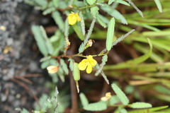 Cassia mimosoides